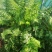 各种生态蔬菜