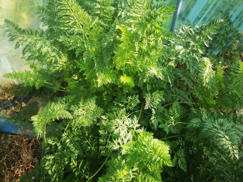 各种生态蔬菜