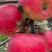 红露，华硕，滇红脆，全国*早品质优良的陆良高原苹果🍎