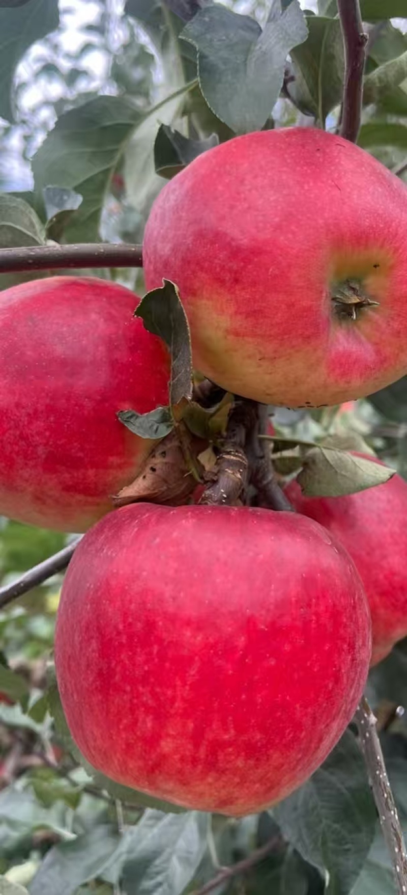 红露，华硕，滇红脆，全国*早品质优良的陆良高原苹果🍎