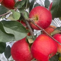 红露，华硕，滇红脆，全国*早品质优良的陆良高原苹果🍎
