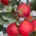 红露，华硕，滇红脆，全国*早品质优良的陆良高原苹果🍎