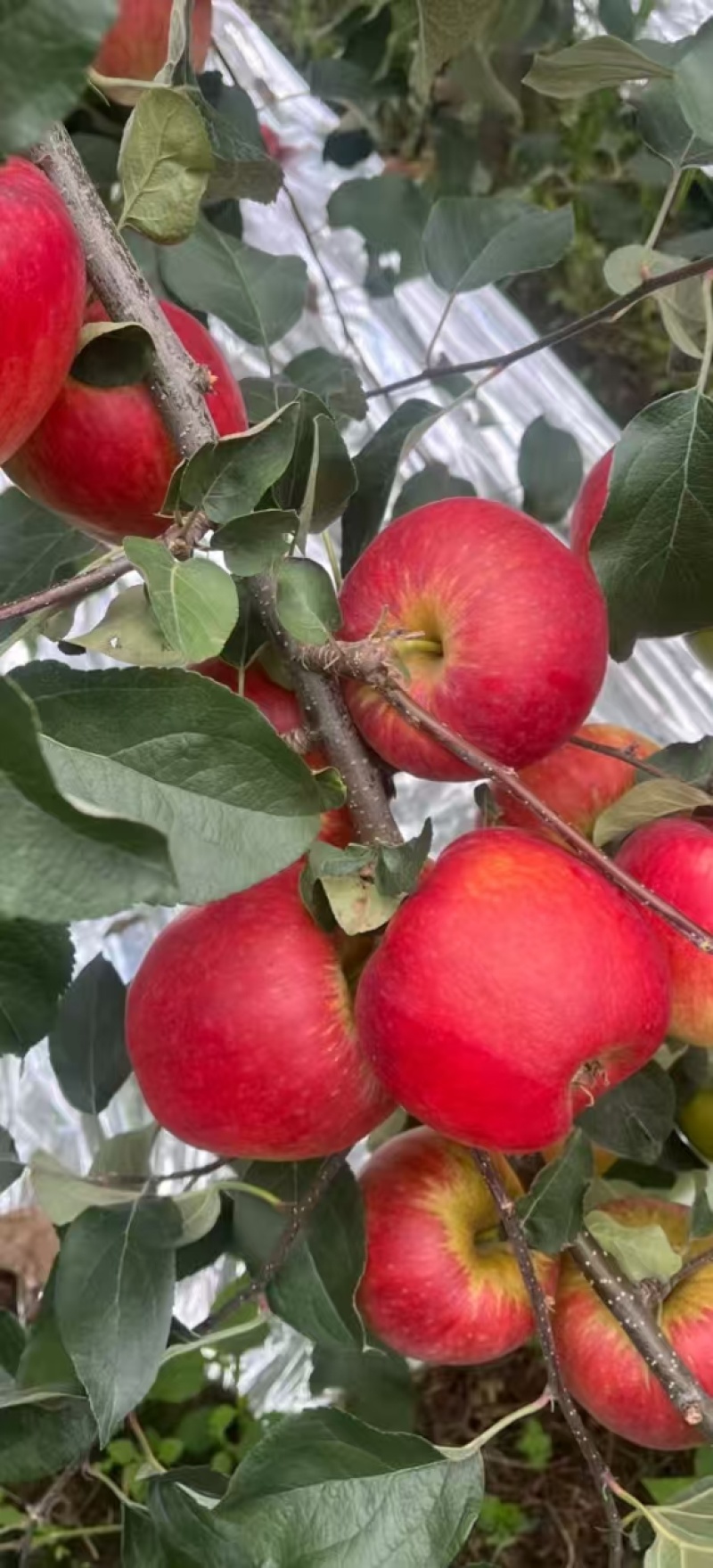 红露，华硕，滇红脆，全国*早品质优良的陆良高原苹果🍎