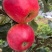 红露，华硕，滇红脆，全国*早品质优良的陆良高原苹果🍎
