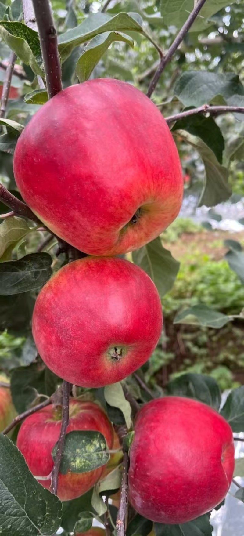 红露，华硕，滇红脆，全国*早品质优良的陆良高原苹果🍎