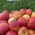 红露，华硕，滇红脆，全国*早品质优良的陆良高原苹果🍎