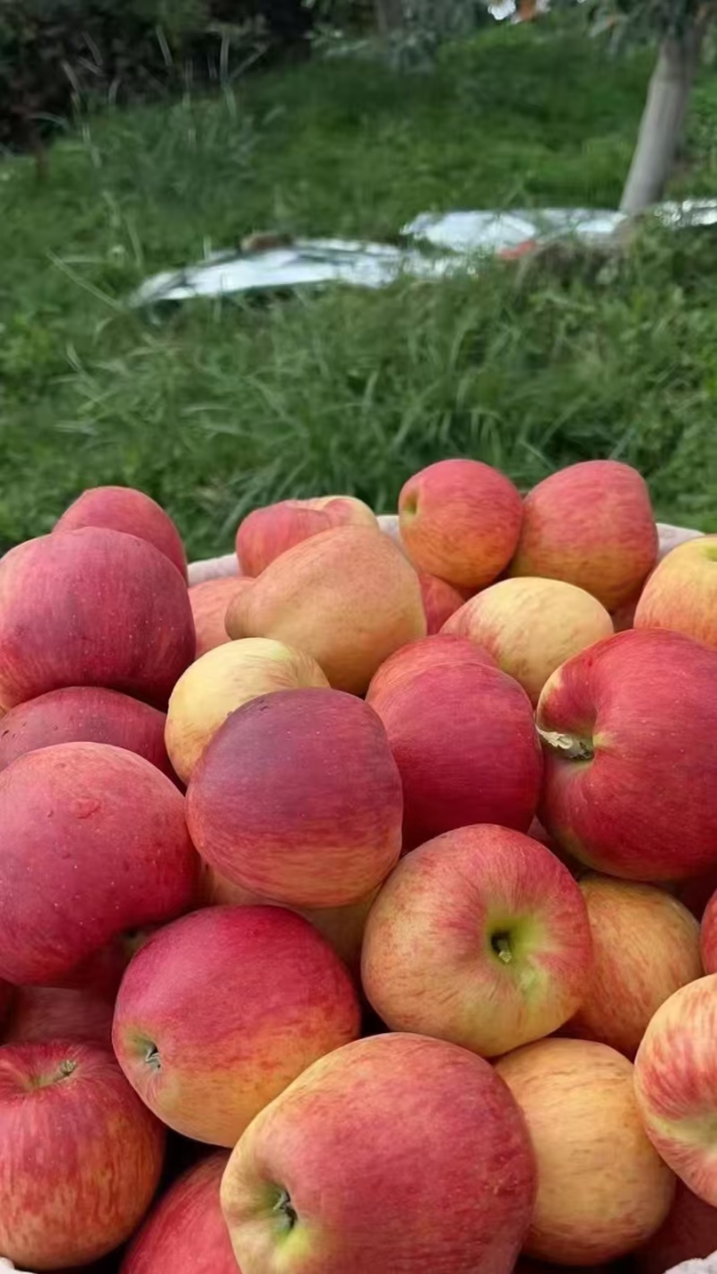 红露，华硕，滇红脆，全国*早品质优良的陆良高原苹果🍎