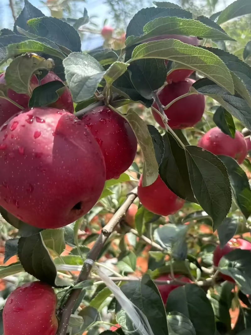 红露，华硕，滇红脆，全国*早品质优良的陆良高原苹果🍎