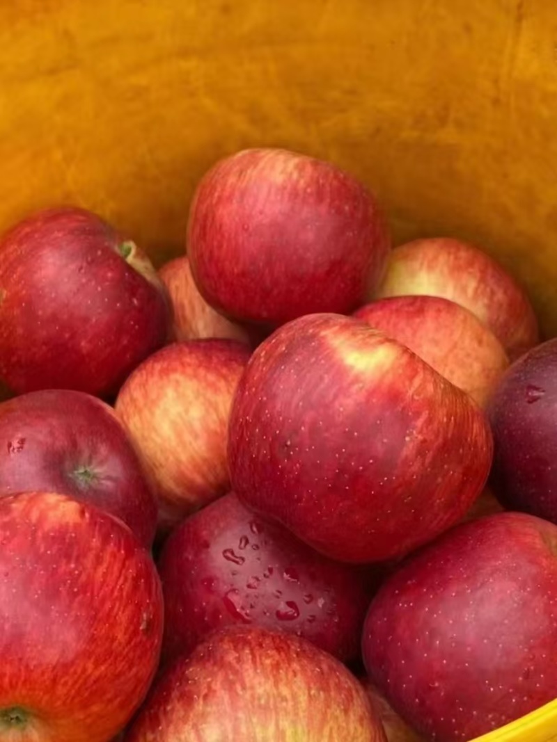 红露，华硕，滇红脆，全国*早品质优良的陆良高原苹果🍎