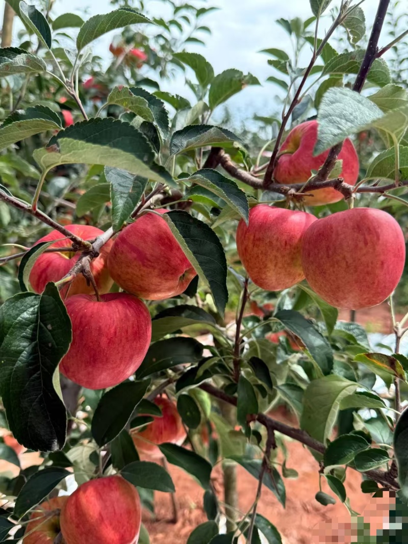 红露，华硕，滇红脆，全国*早品质优良的陆良高原苹果🍎