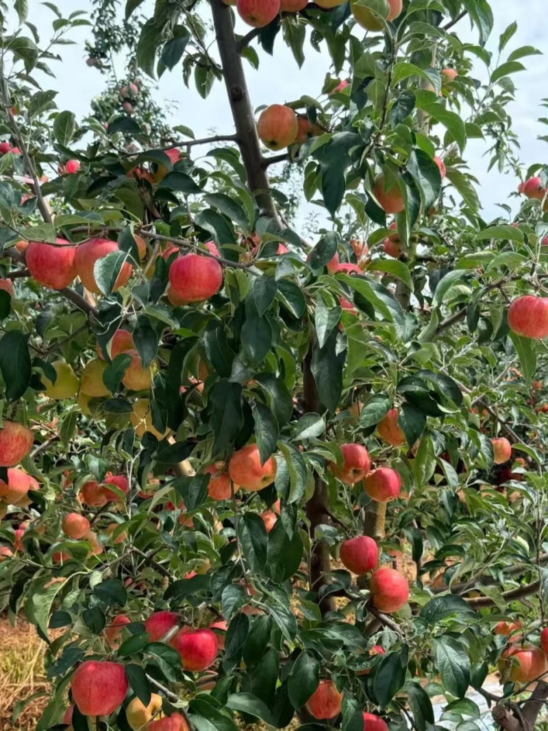 红露，华硕，滇红脆，全国*早品质优良的陆良高原苹果🍎