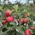 红露，华硕，滇红脆，全国*早品质优良的陆良高原苹果🍎