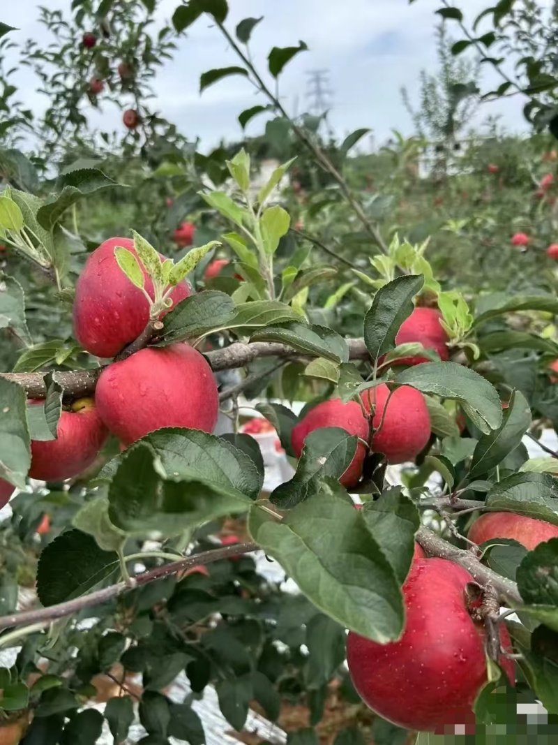 红露，华硕，滇红脆，全国*早品质优良的陆良高原苹果🍎