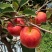 红露，华硕，滇红脆，全国*早品质优良的陆良高原苹果🍎