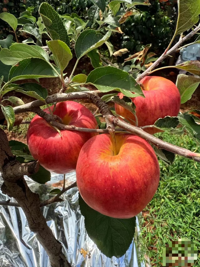 红露，华硕，滇红脆，全国*早品质优良的陆良高原苹果🍎