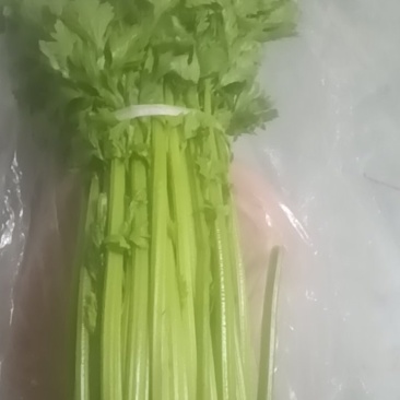 山西，运城，新绛县有两亩芹菜