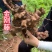 金刚藤