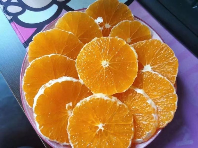 秭归九月红脐橙