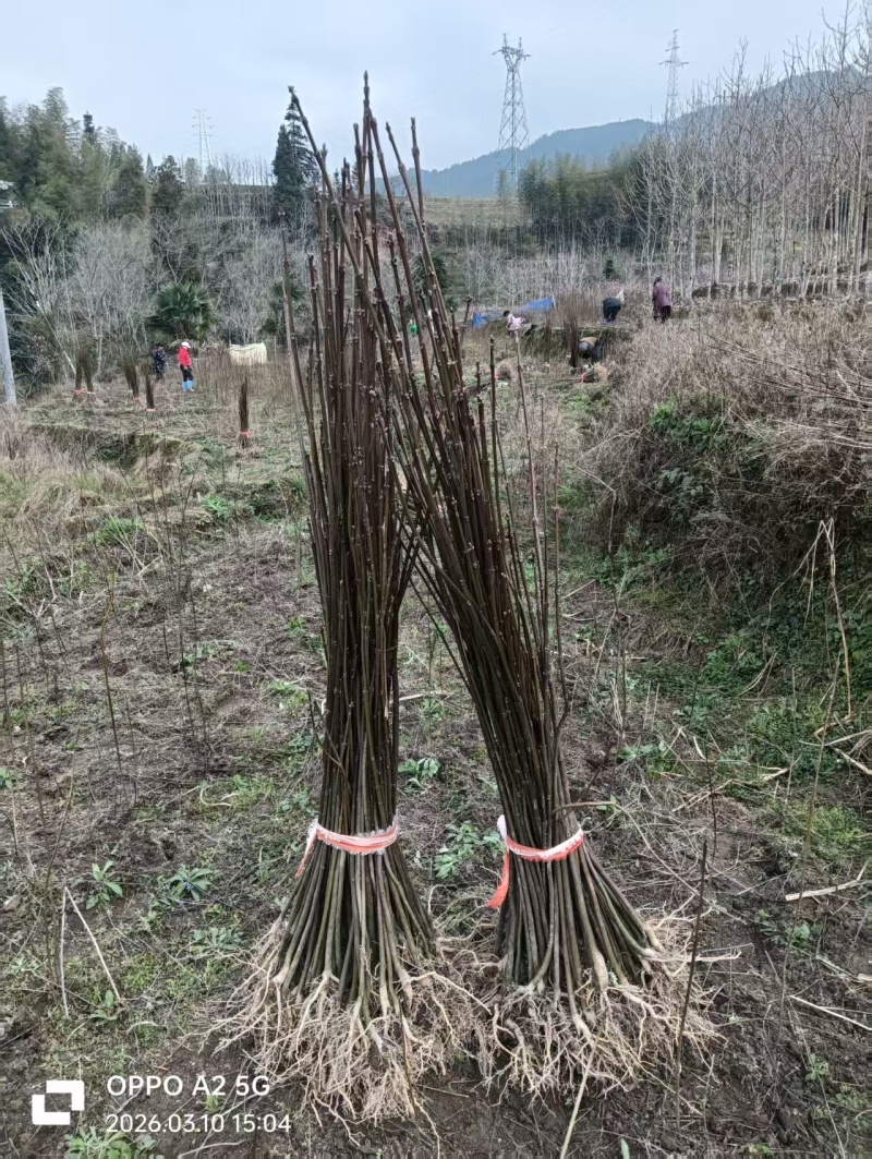 黄柏苗规格地径0.6到2.0公分油桐苗规格地径1.0到3.