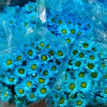 云南昆明市呈斗南鲜切花吸色小菊和大菊