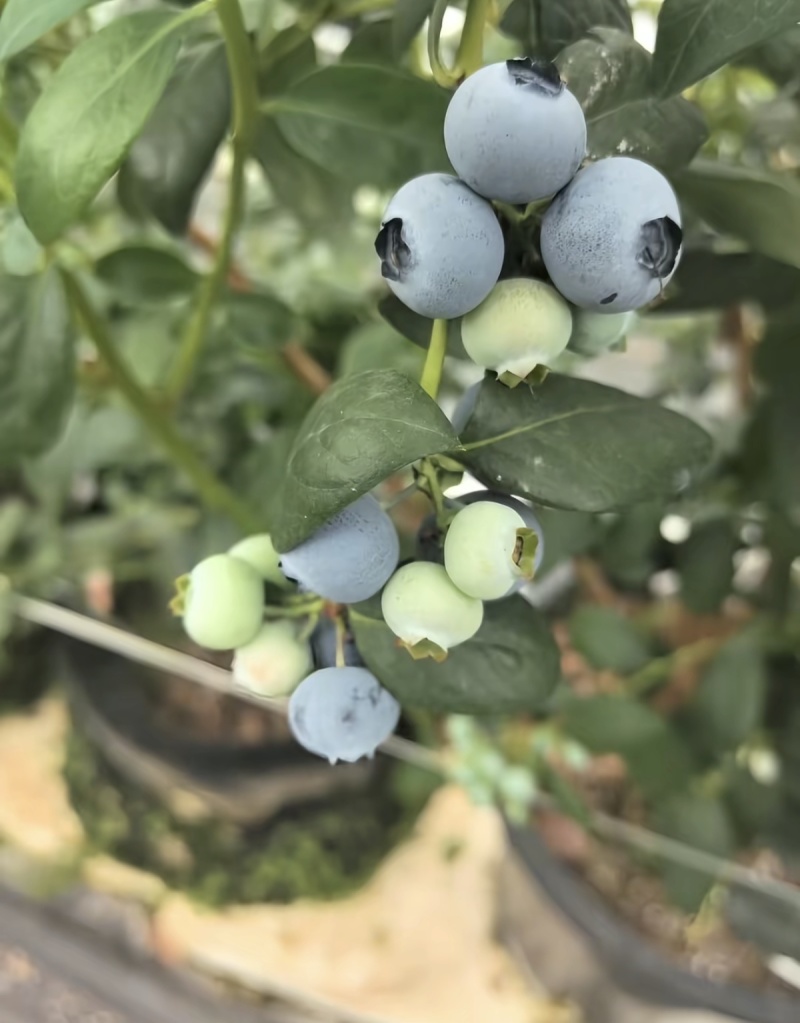 云南澄江抚仙湖花香蓝莓🫐，新鲜发货，品质保证，诚信可靠，