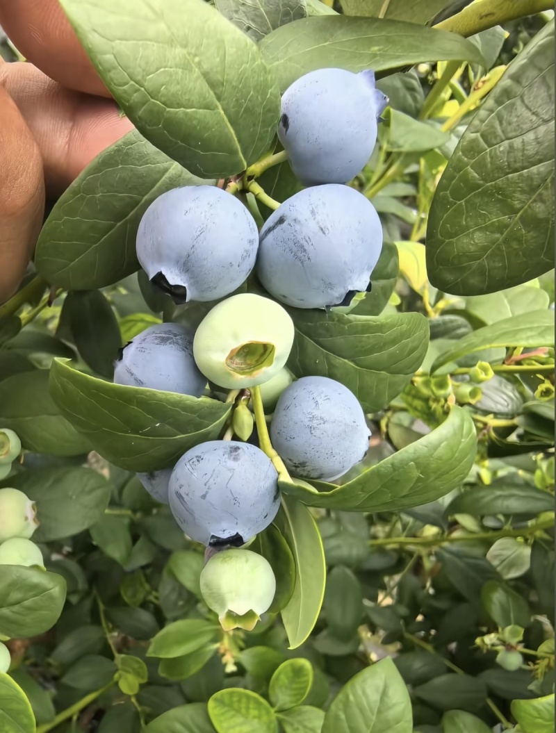 云南澄江抚仙湖花香蓝莓🫐，新鲜发货，品质保证，诚信可靠，