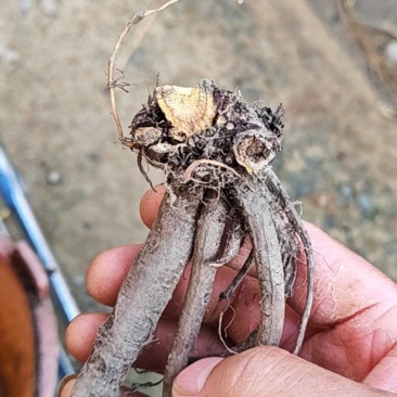 野生土大黄