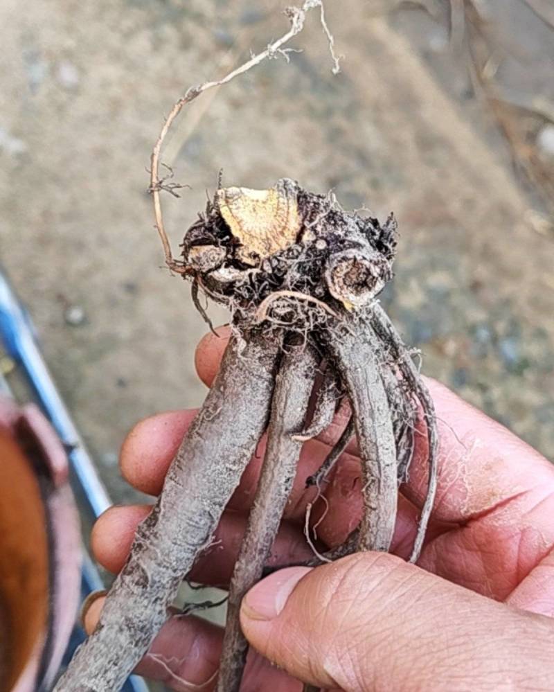 野生土大黄
