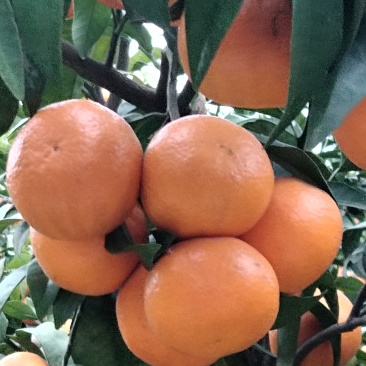 091无籽薄皮沃柑