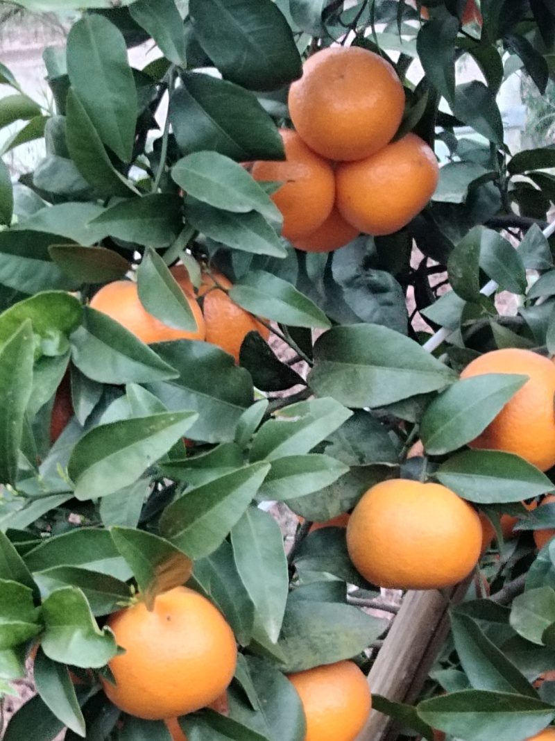 091无籽薄皮沃柑