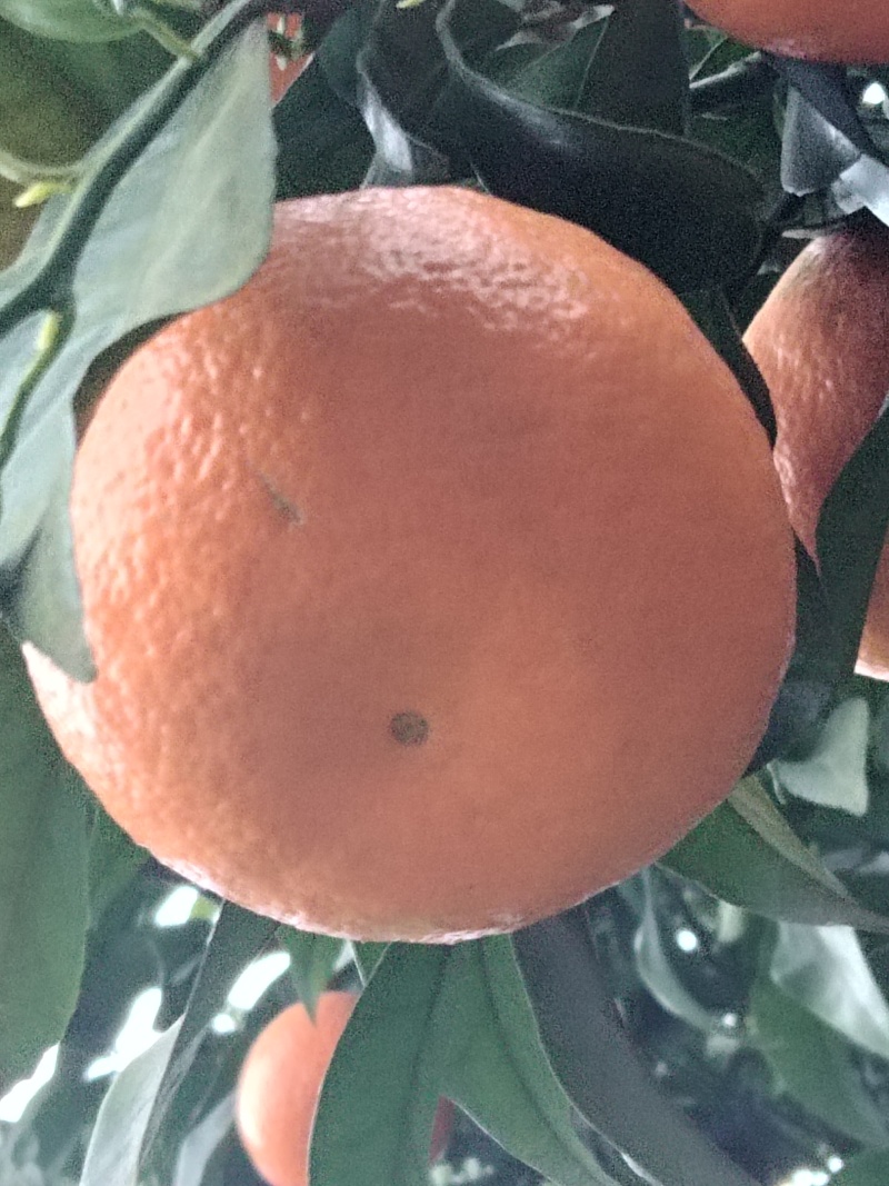 091无籽薄皮沃柑