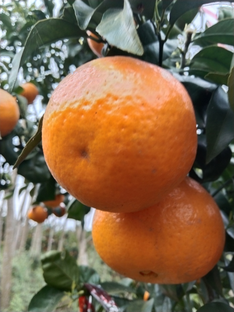 091无籽薄皮沃柑
