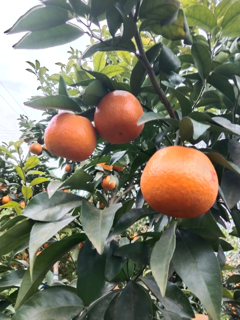 091无籽薄皮沃柑