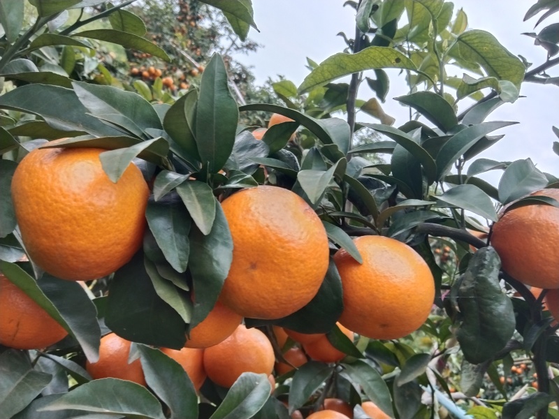 091无籽薄皮沃柑