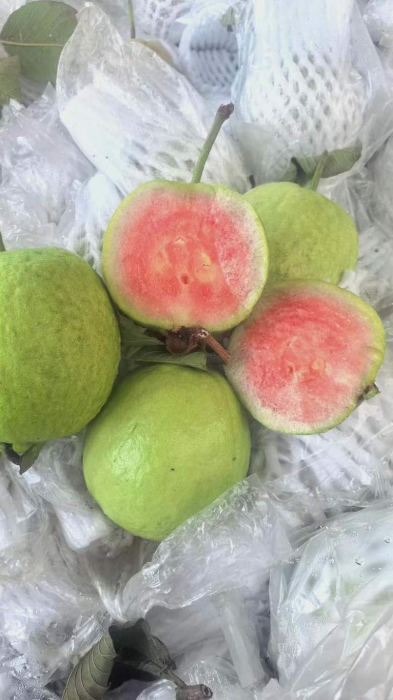 红宝石番石榴