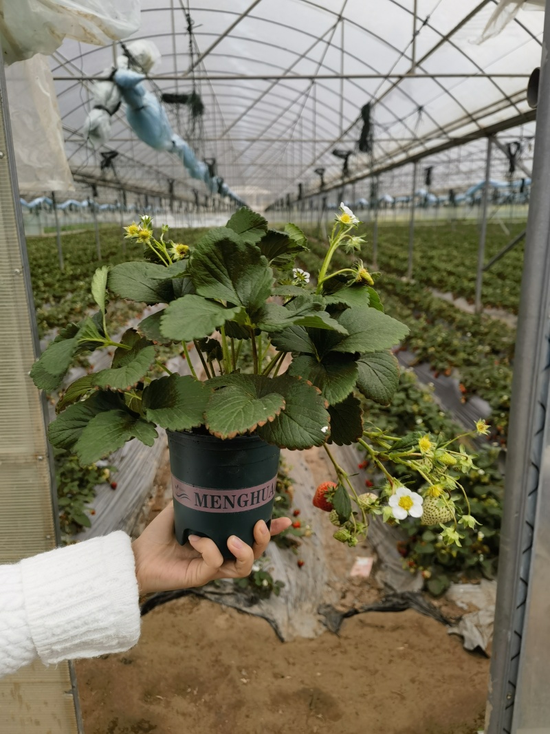 盆栽草莓