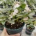 盆栽草莓