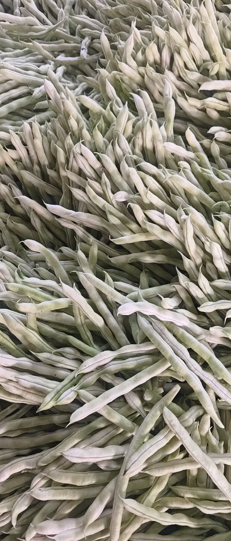 芸豆