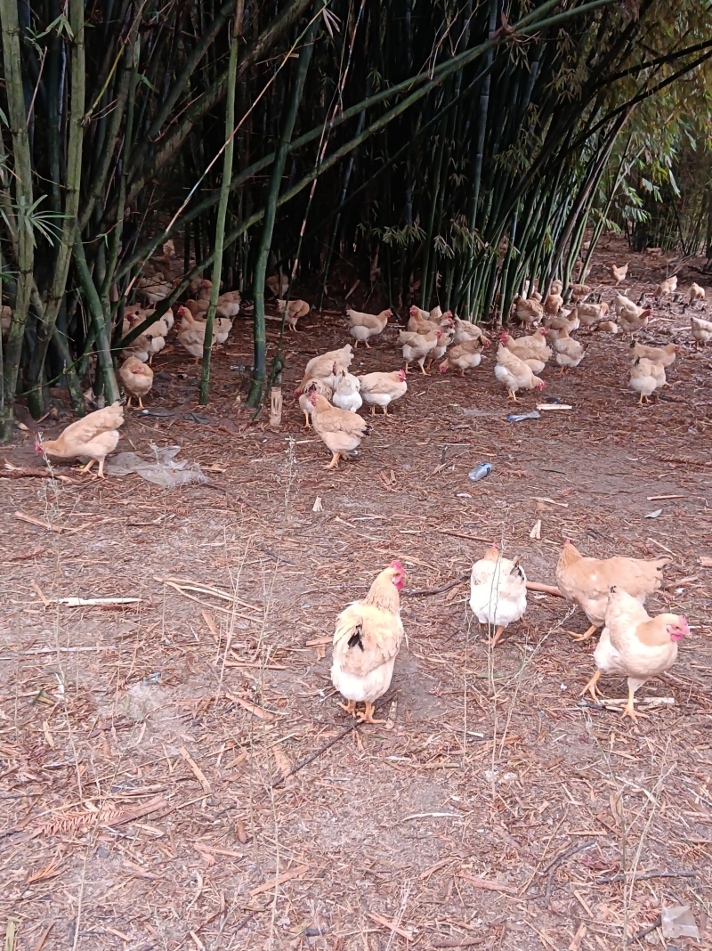 竹林走地鸡自家养的品质高价格优惠欢迎下单