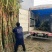 大量精品甘蔗走货，还有甘蔗苗批发