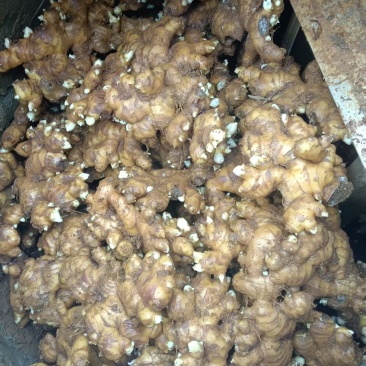 小黄姜质量好，品质好量大，需要的老板联系