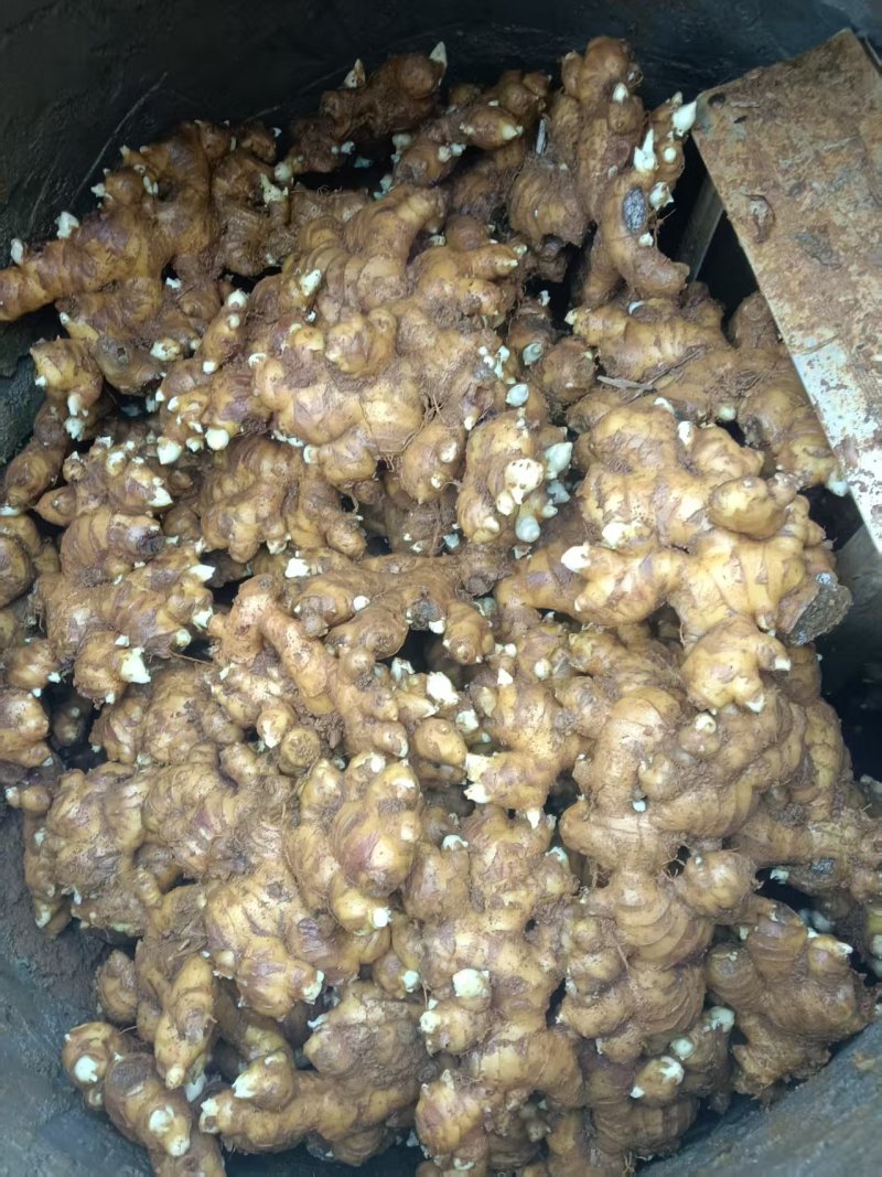 小黄姜质量好，品质好量大，需要的老板联系