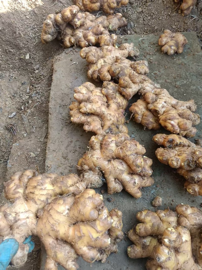 小黄姜质量好，品质好量大，需要的老板联系
