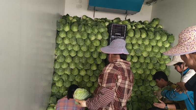 牛心甘蓝，产地直发，一手货源