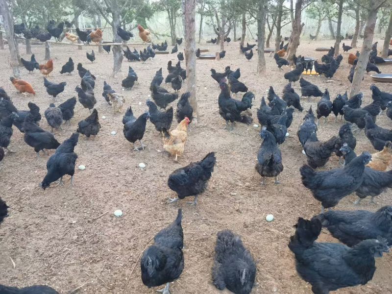 10个月大的五黑鸡母鸡出售，65一只，一共400只