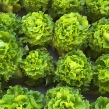 中牟精品生菜，大量有货