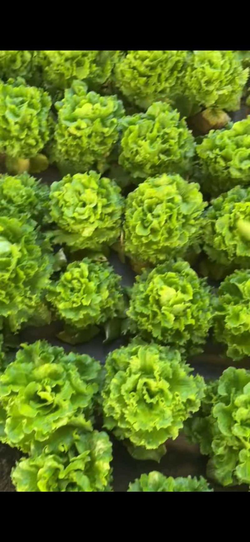 中牟精品生菜，大量有货