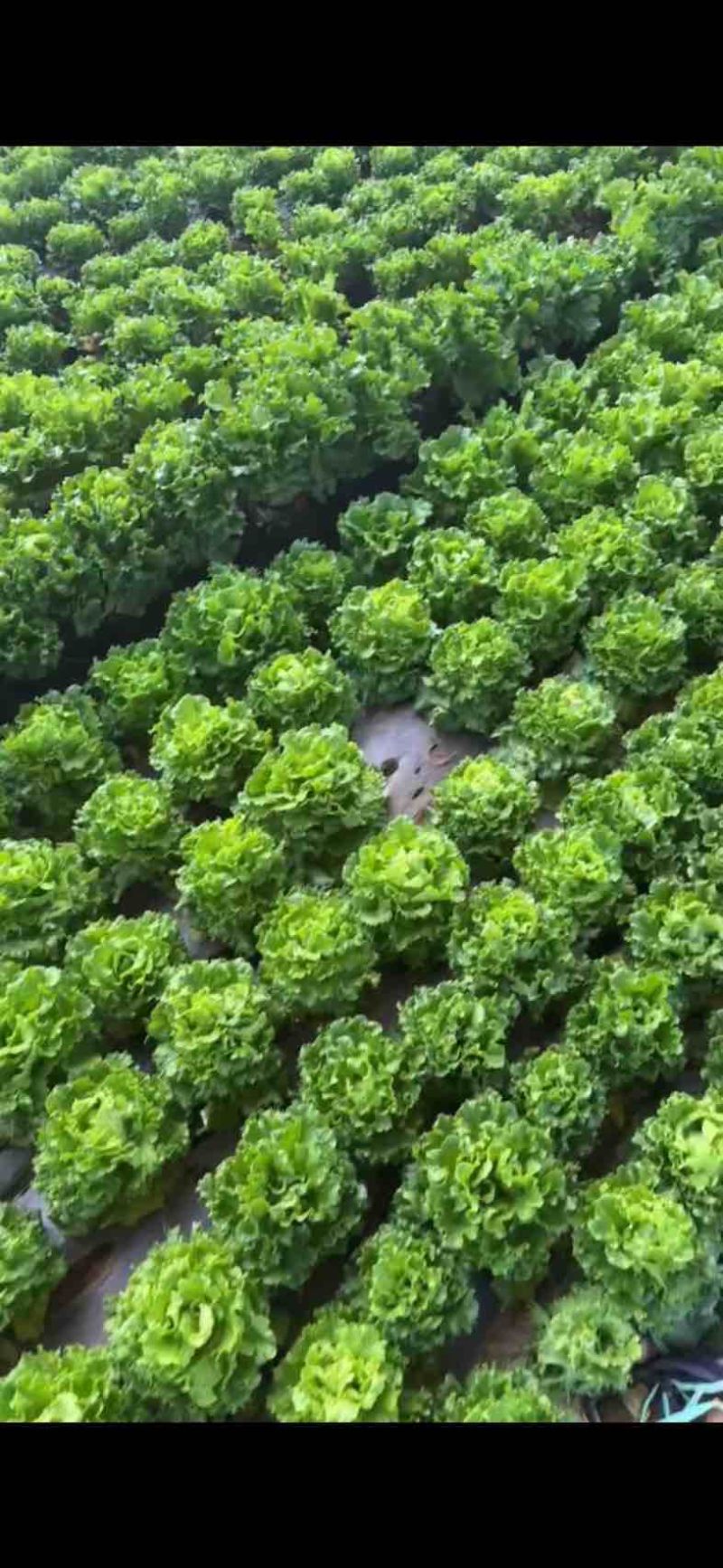 中牟精品生菜，大量有货