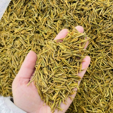 黄金芽