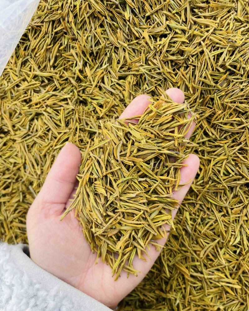 黄金芽